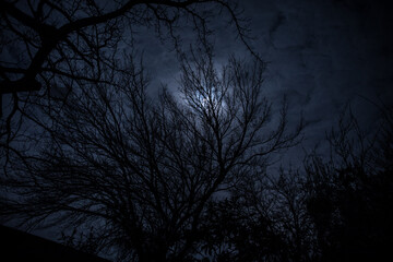 The full moon in cloudy sky seen through branches of trees at night