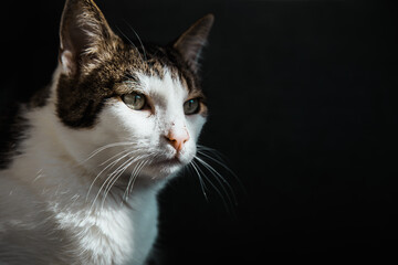 Portrait einer weiß-getigerten Katze