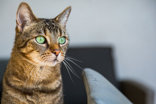 Getigerte Katze mit stechend grünen Augen