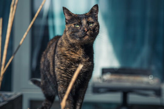 Schildpattkatze