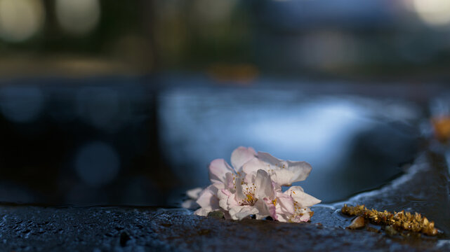 桜の最期は手水の際で