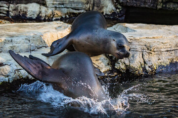 Robbe jagt andere Robbe