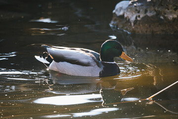 Schwimmende Stockente