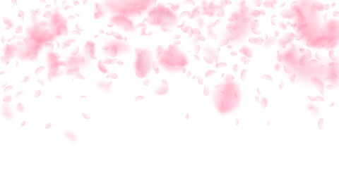 Obraz na płótnie Canvas Sakura petals falling down. Romantic pink flowers falling rain. Flying petals on white wide background. Love, romance concept. Magnificent wedding invitation.