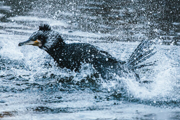 Mit den Flügeln schlagender Kormoran