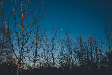 Baumgruppe mit Mond im Hintergrund