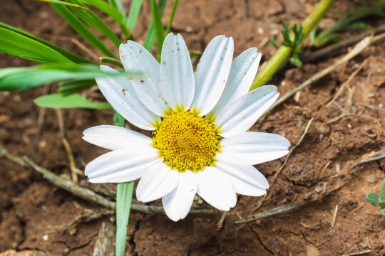 top view of a white flower in a dry land