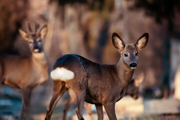 Rehe am Friedhof