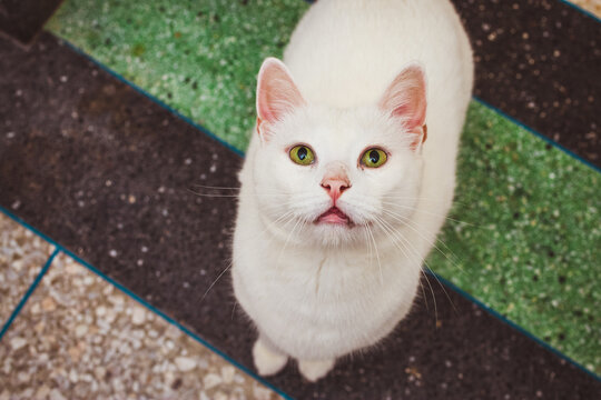 top view of a white cat looking to camera