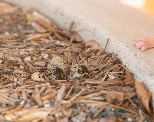 Eggs in a Killdeer Charadrius vociferus bird nest