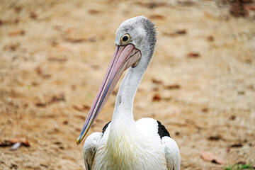 Portrait Pelican on the beach