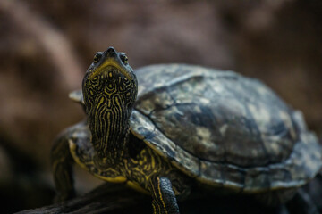 Schmuckschildkröte sieht nach oben
