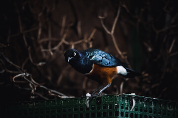 Dreifarben-Glanzstar starrt in die Kamera
