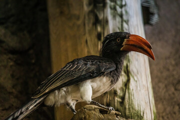 Kronentoko sitzt vor und auf Holz