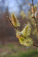 catkins catkins, blooming catkins catkins, the beginning of spring