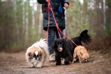 Fototapeta Kobieta prowadzi trzy psy na smyczach  obraz
