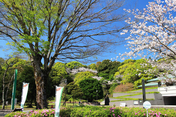 Obraz premium 春の慈眼寺公園の風景