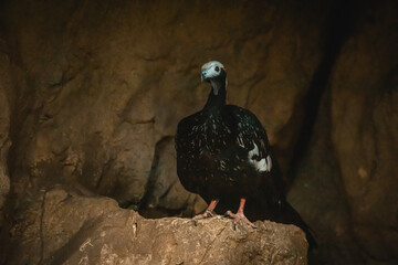 Trinidadguan vor Felsen