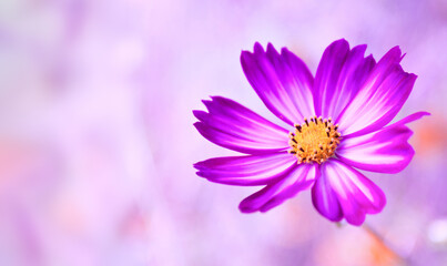 Decorative Pink Garden Flower Cosmos, background is blurred