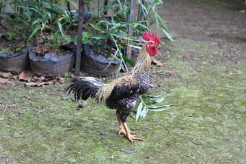 a rooster belonging to a local farmer who lives freely in nature