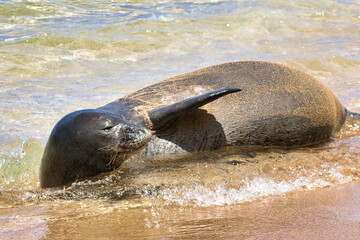 Fototapeta premium Side view of a monk seal on a maui beach with head raised anf flipper extended.