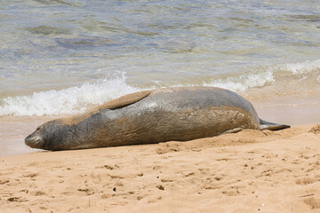 Resting monk seal near the water's edge on a maui beach.