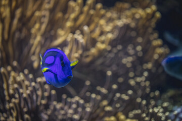 Paletten-Doktorfisch