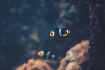 Fototapeta na wymiar Schwarz-oranger Clownfisch