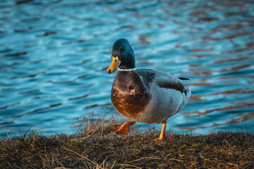 Männliche Stockente