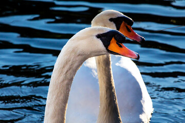 Höckerschwan-Paar