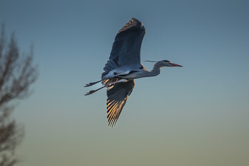 Obraz premium Graureiher im Flug