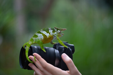 chameleon sitting on a mirrorless digital camera © Anton