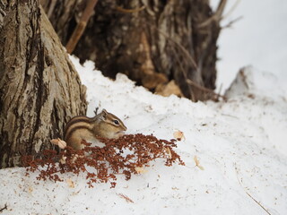 北海道の固有種：エゾシマリス