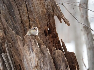 北海道の固有種：エゾシマリス
