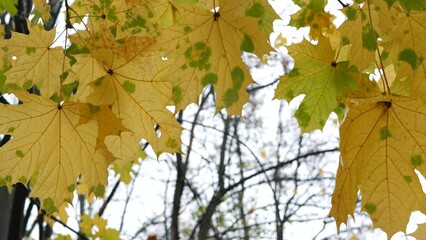 Yellow autumn maple leaves tree branch. Golden fall leaf in forest or woods. Grove thicket low angle view in september, october or november. Leafage in park from below. Seasonal foliage in woodland.