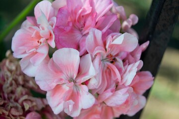  Flor rosa Pelargonios