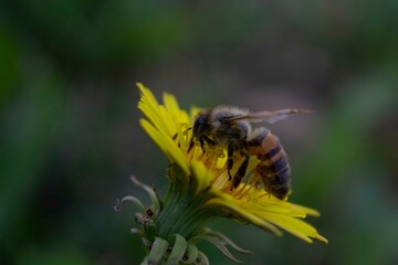 abeja trabajando 