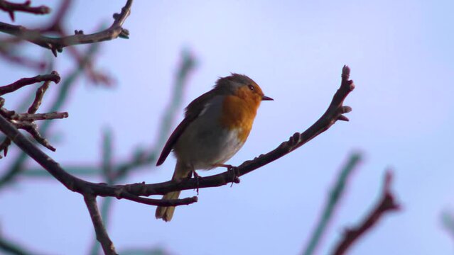 Robin singing in a tree, with audio.