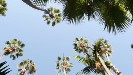 Many palm trees on street in waterfront beachfront city near Los Angeles and Santa Monica, California summertime vibes, USA. Waterside summer vacations, palmtrees by ocean beach or coast, blue sky. - obrazy, fototapety, plakaty