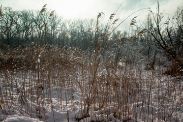 Schilf im Winter