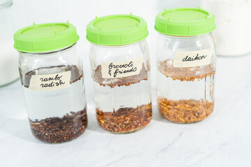 Growing sprouts in a jar