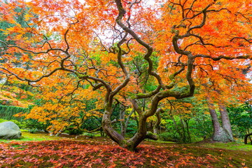 Autumn Colors at Japanese Garden