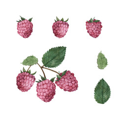 Set of red raspberries and leaves,watercolor illustration of wild berries isolated on a white background
