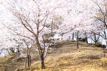 苗木さくら公園の満開の桜
