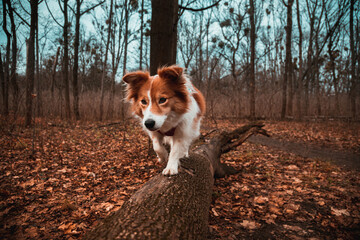 Hund auf Baumstamm