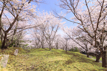 Obraz premium 苗木さくら公園の満開の桜