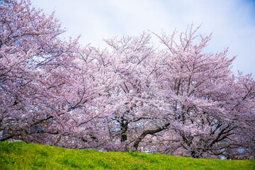 Fototapeta premium 桜