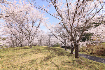 Fototapeta na wymiar 苗木さくら公園の満開の桜