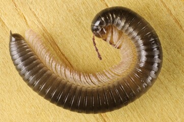 Magnified, lateral view of Portuguese millipede (Ommatoiulus moreletii)