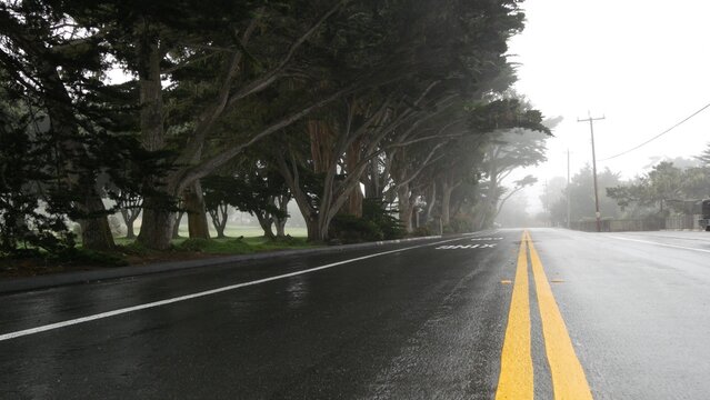 Wet road asphalt in fog, misty mysterious forest. Row of trees in foggy rainy weather, calm haze in Monterey, California USA. Tranquil atmosphere. Moody gloomy road trip, yellow dividing line marking. - Powered by Adobe